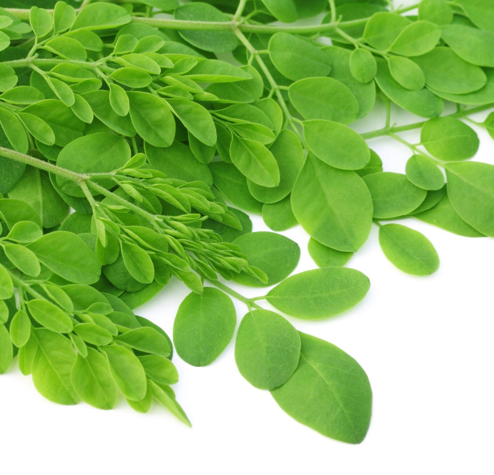 p>辣木(学名: i>moringa oleifera /i> lam.
