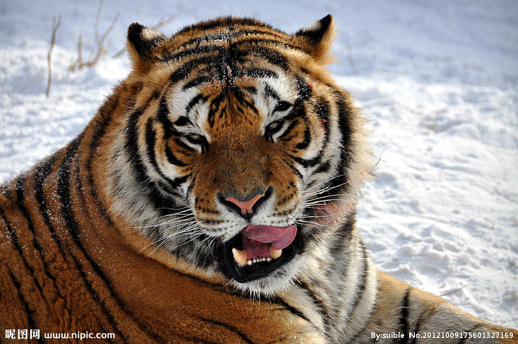 国家Ⅰ级保护动物