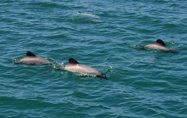  p>新西兰黑白海豚(学名: i>cephalorhynchus hectori /i>):体长1.