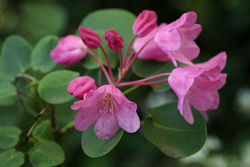  p>团叶杜鹃(学名: i>rhododendron orbiculare /i> decne.