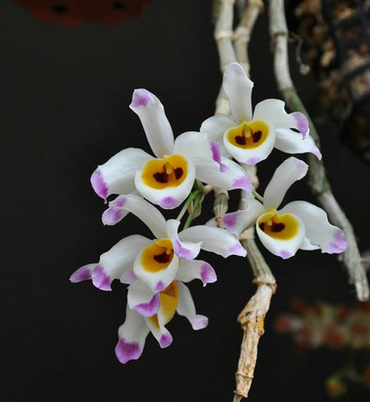  p>大苞鞘石斛(学名: i>dendrobium wardianum /i>  warner): a