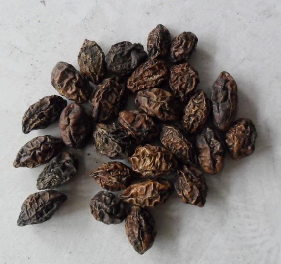  p data-id="gnbtpu7nh3">毛诃子,中药名.