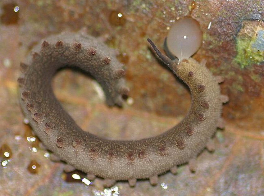  p>天鹅绒虫(velvet worm)这些虫状动物演化在三亿年前,特征为足部成