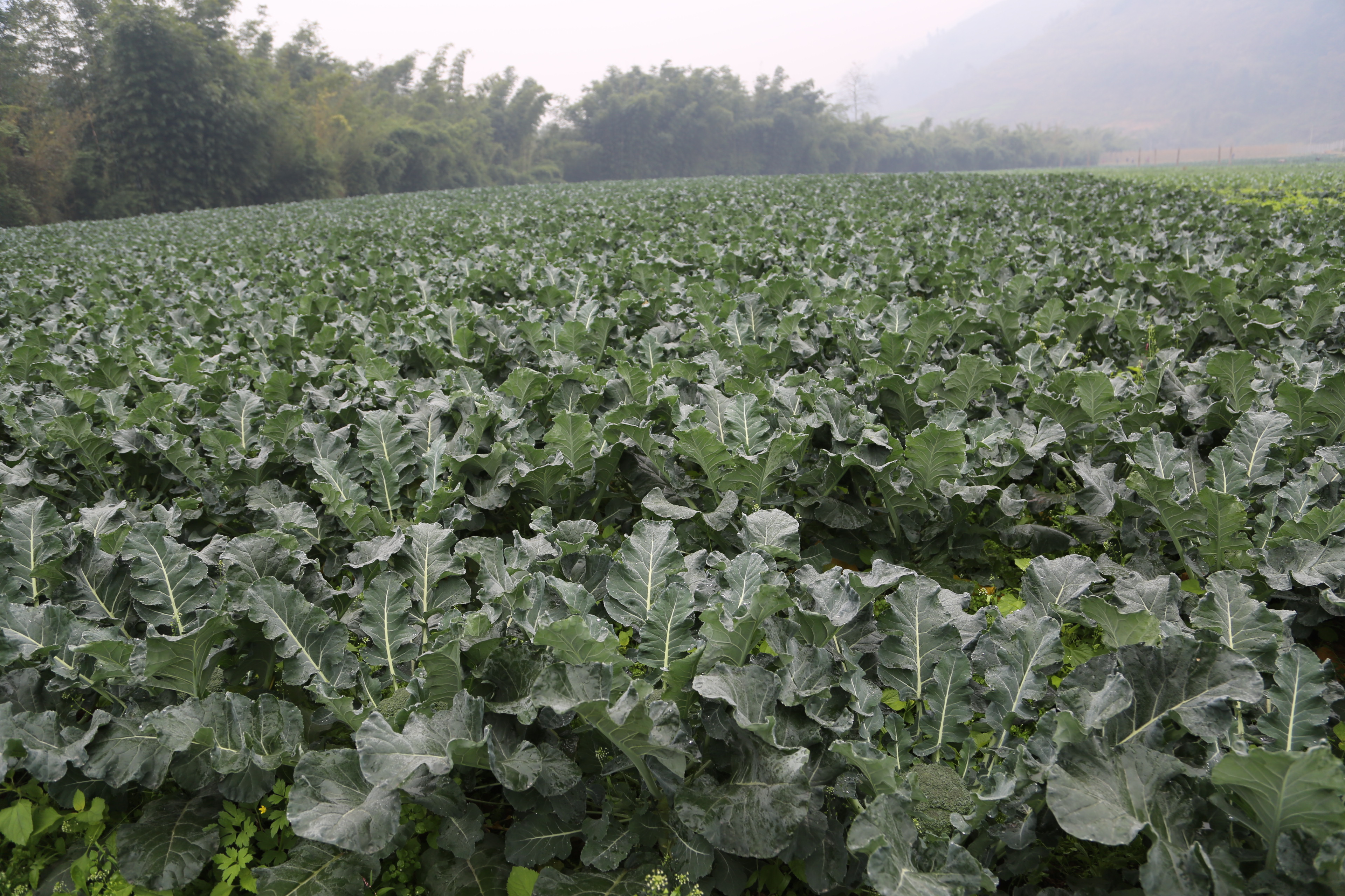 重庆綦江现代农业科技博览园