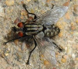  p>黑尾黑麻蝇(helicophagella melanura), a href="#" data-lemmaid=