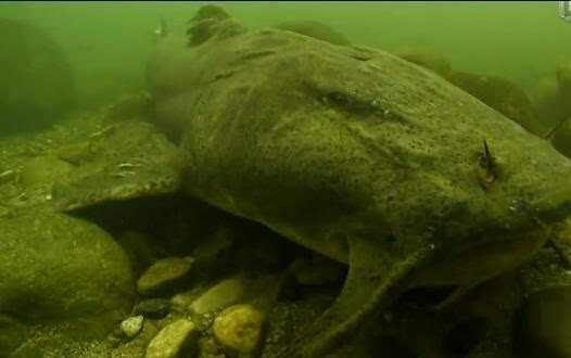  p data-id="go0ba4a6lp">食人鲶,是一种大型鲶鱼,分布在印度,尼泊尔.