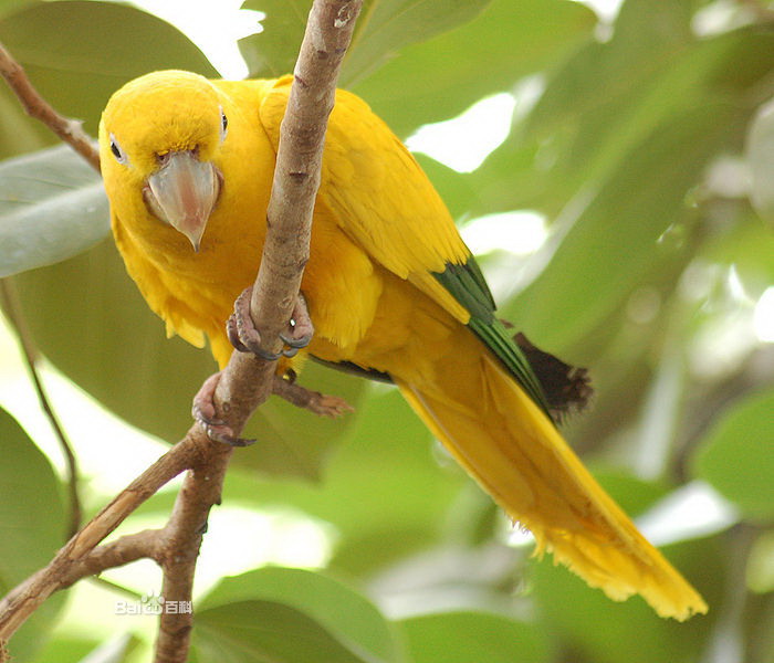 data-id="gnwn9bu4br"> a target="_blank" href="/item/金色锥尾鹦鹉