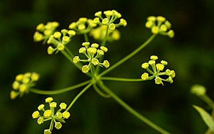  p>北柴胡(学名: i>bupleurum chinense /i> dc.