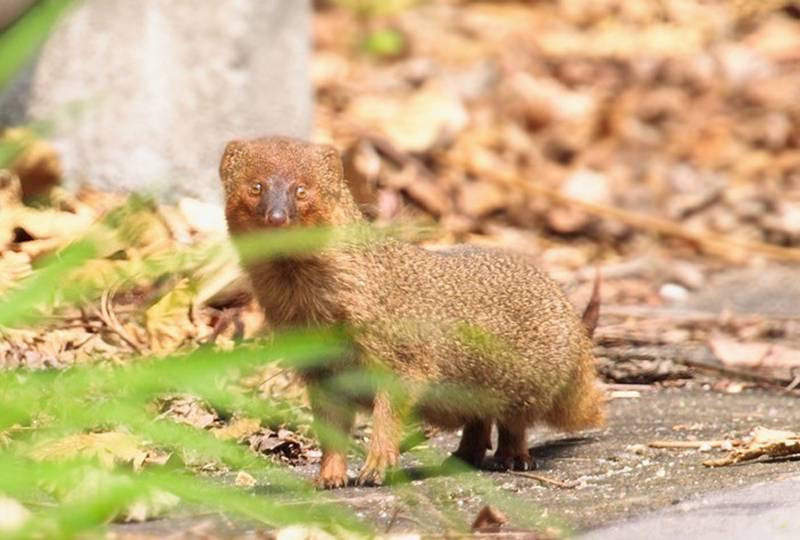  p>红颊獴(拉丁学名: i>herpestes javanicus /i>)又叫斑点獴,赤面獴