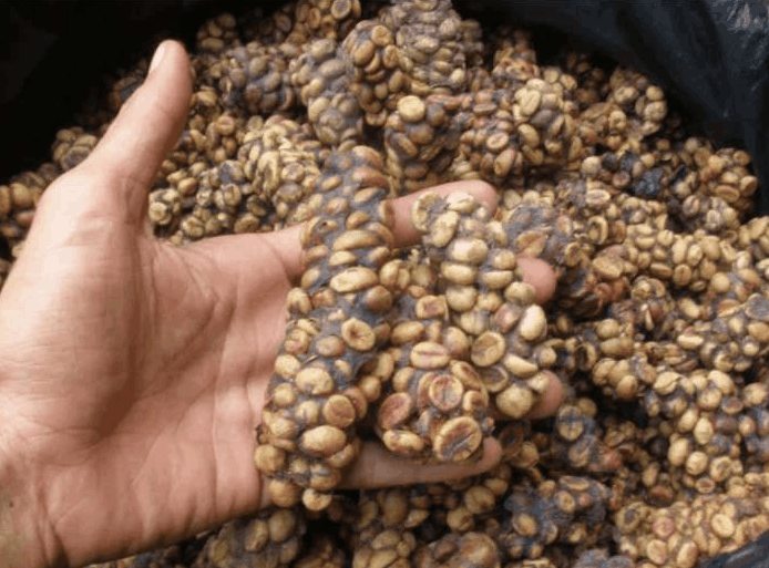 > sup data-ctrid="2zljefvbp8e">1 /sup>(kopi luwak),又称猫屎咖啡