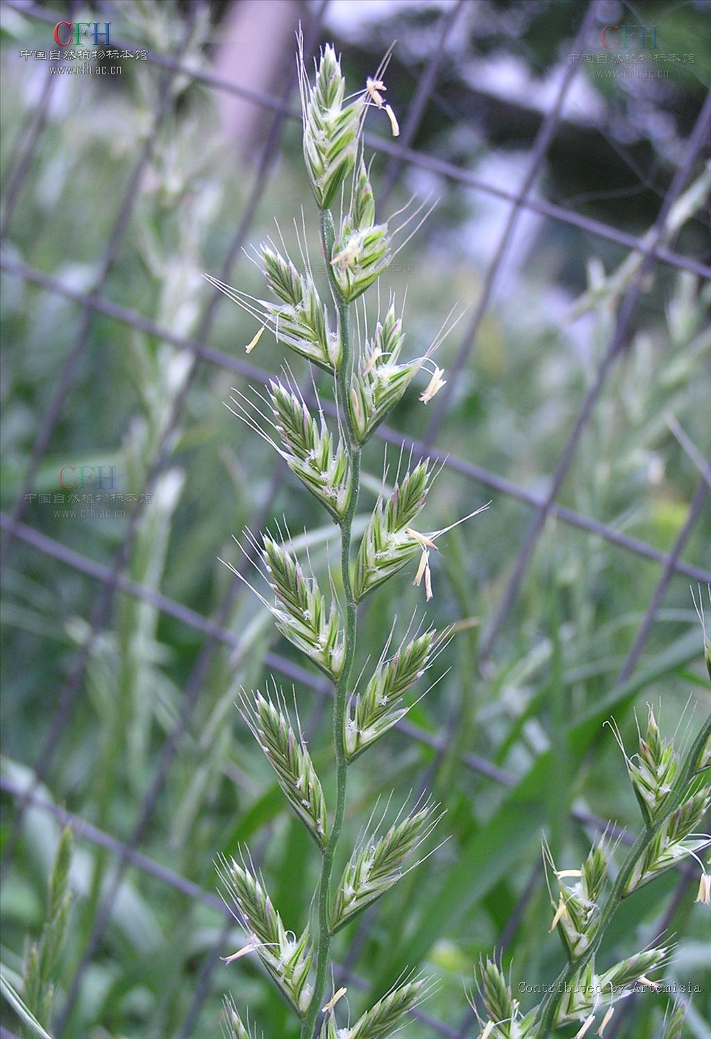 是禾本科黑麦草属草本植物,杆圆柱形,直立光滑,叶片柔软下披,叶背