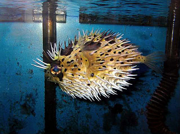  p>刺鲀(diodontidae;porcupinefishes),硬骨鱼纲, a target="_blank"