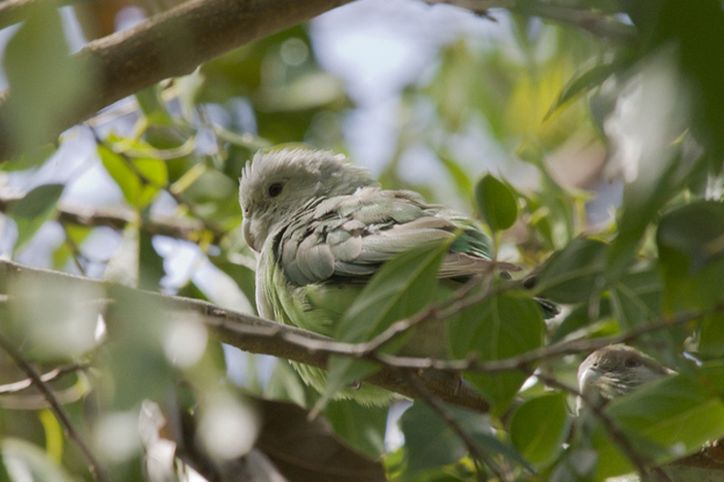 灰头情侣鹦鹉