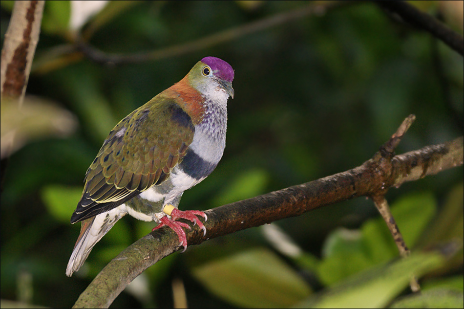  p>华丽果鸠是 a target="_blank" href="/item/鸟纲/1194548" data