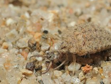  p>黄足蚁蛉【功 效】:平肝疏肝,清热止痉,拔毒散结,截疟杀虫,通便泻