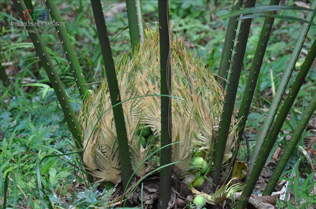 科 /a> a target="_blank" href="/item/苏铁属">苏铁属 /a>的植物