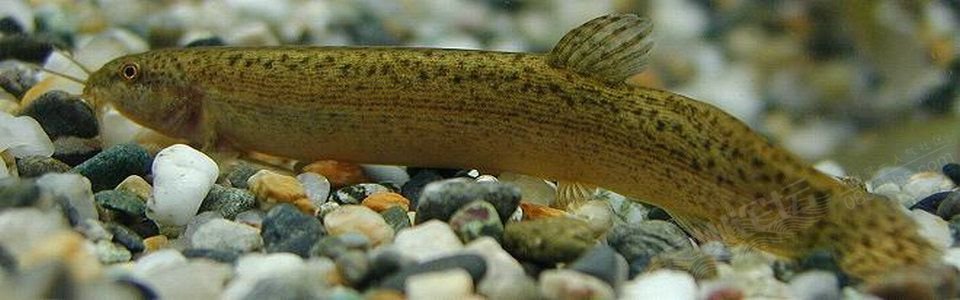  p>鱼类,属鲤形目-鳅科-副泥鳅属.