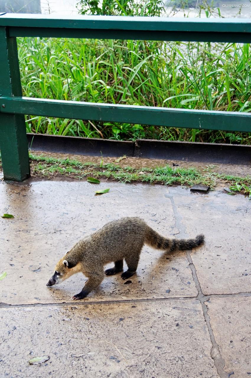 伊瓜苏国家公园