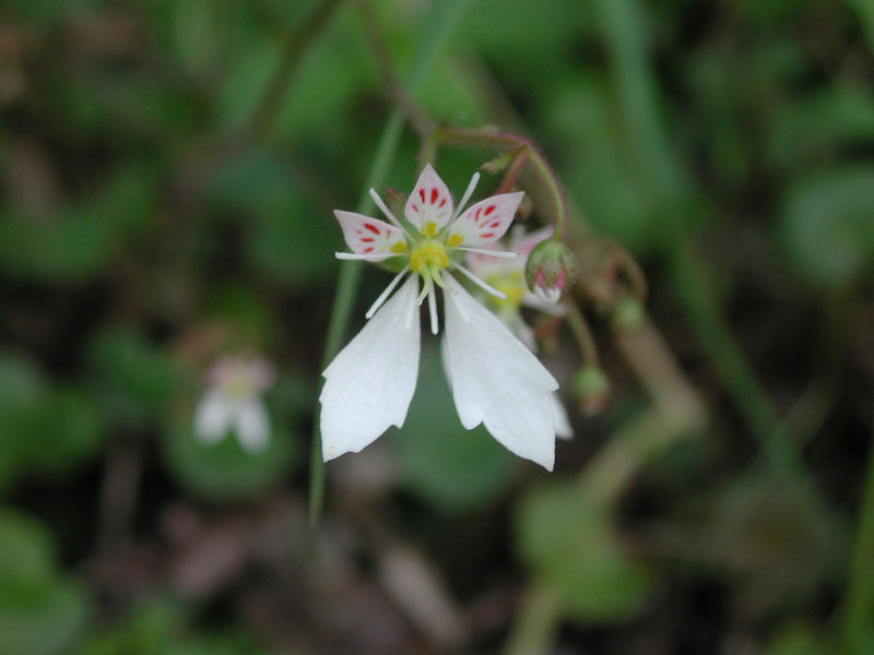 小主轴分枝,具莲座叶丛;花茎紫色,中下部无毛,上邪疏生腺毛. /p>