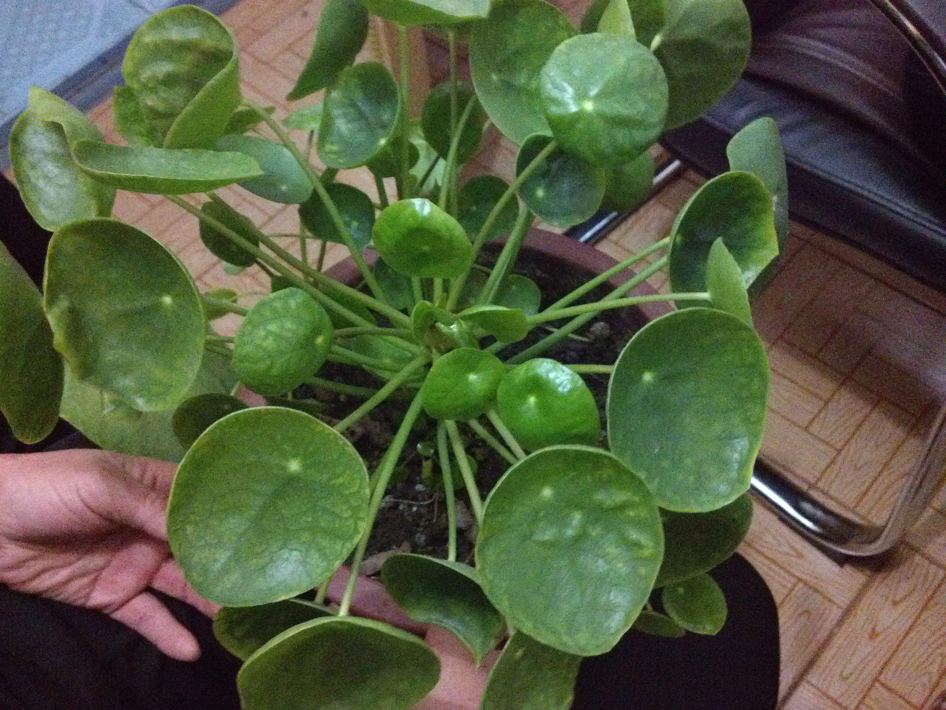  p>镜面草(学名: i>pilea peperomioides /i>  diels):是多年生肉质 a