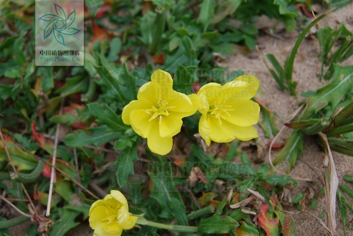  p>裂叶月见草,拉丁文名:oenothera laciniata hill.