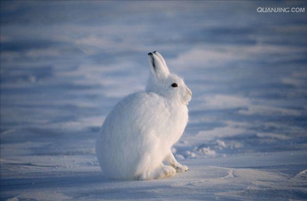  p>北极兔(学名:  i>lepus arcticus /i>), 是兔科,兔属的哺乳动物.