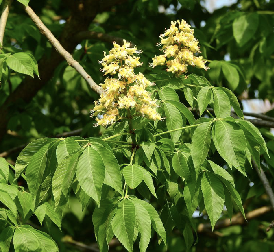 ( i>aesculus turbinata /i> blume)是无患子科七叶树属的落叶乔木