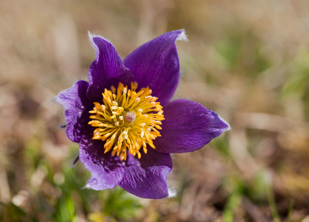 anemone chinensis