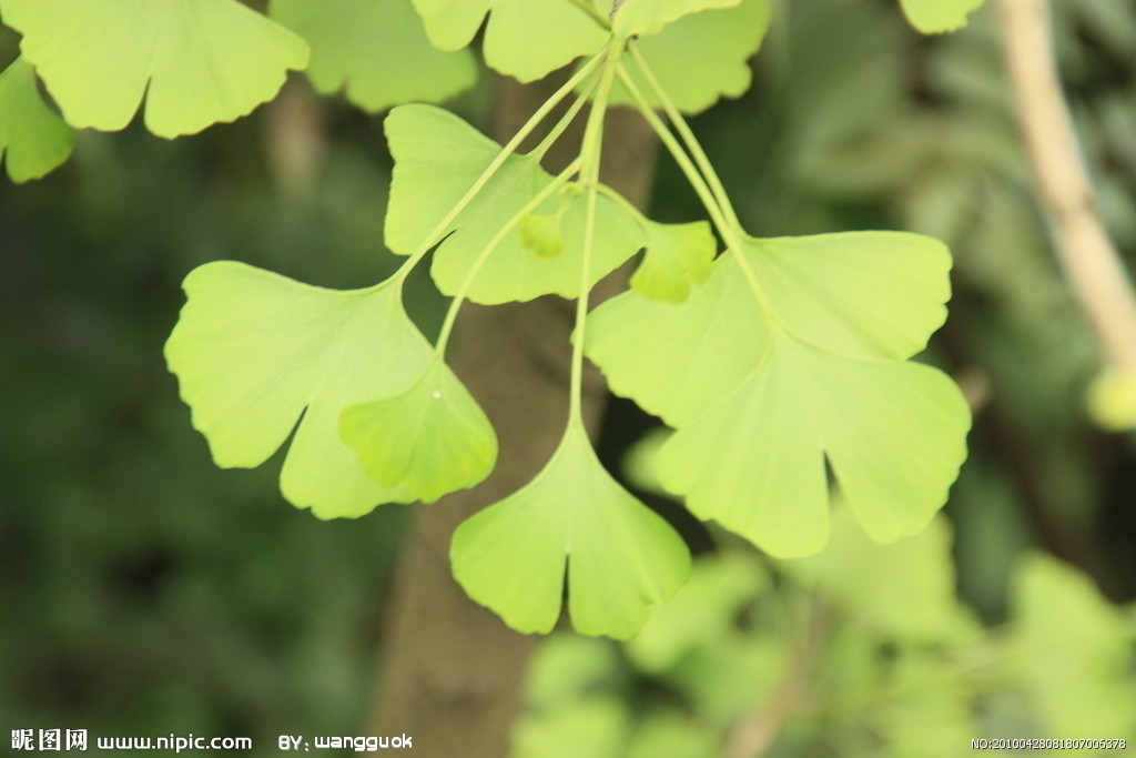  p>银杏纲(拉丁文:ginkgopsida)是 a target="_blank" href="/item