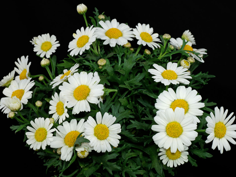  p>国花(英文名:the national flower,floral emblem):是代表国家 a