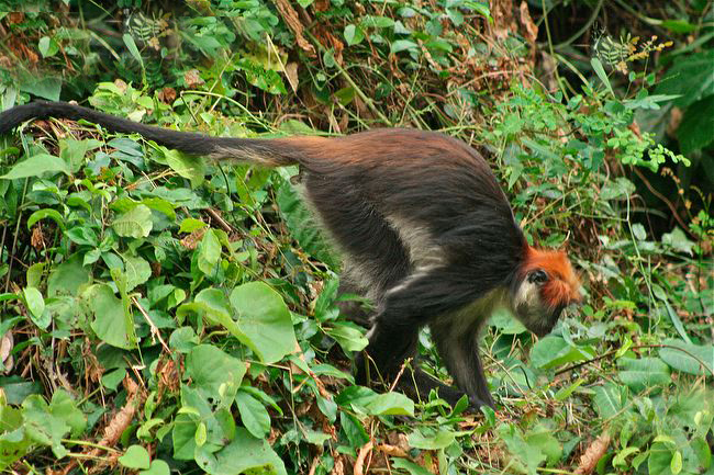 乌德宗瓦红疣猴