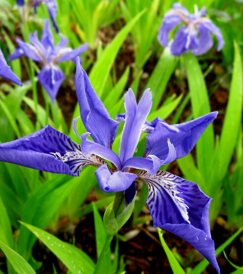 为鸢尾科植物尼泊尔鸢尾 i>iris  decora /i>  wall.的根茎或根.