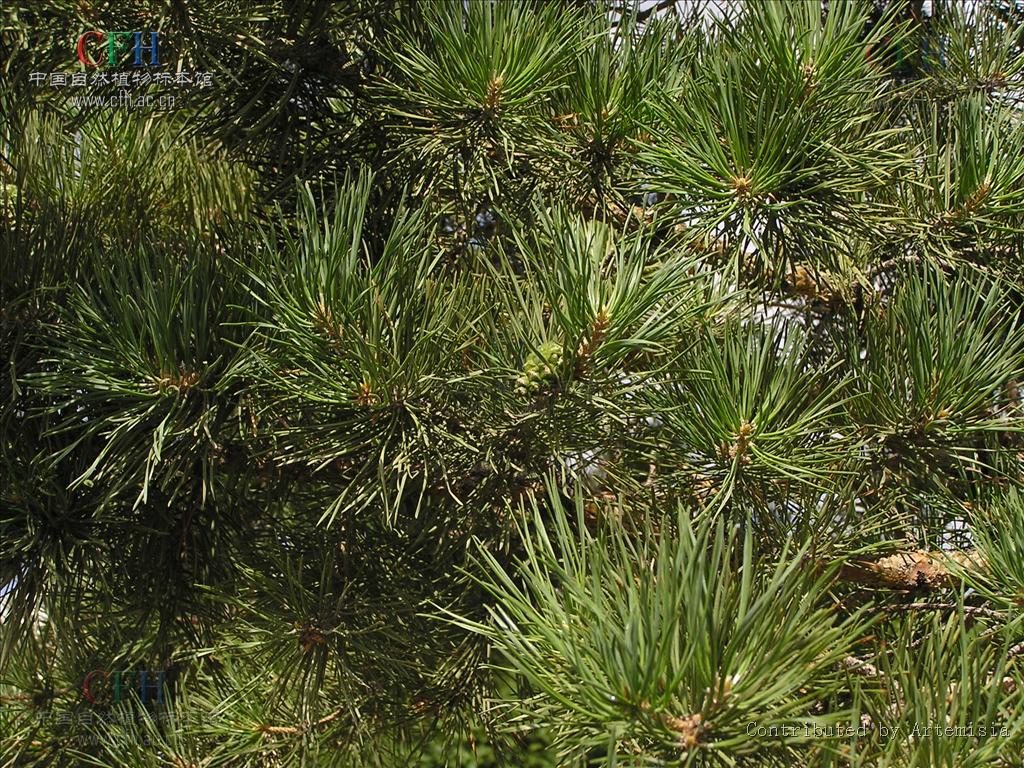 常绿乔木,高15-25米,最高达30米,树冠椭圆形或圆锥形.