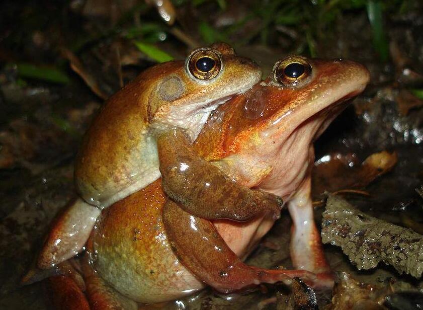 tlebei),又名 a target="_blank" href="/item/戈氏拨土蛙/12591079"