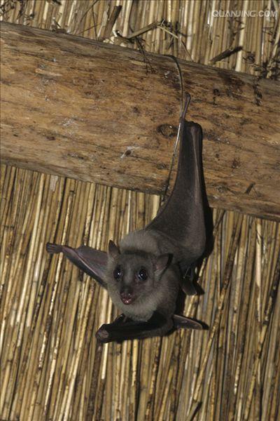  p>果蝠(拉丁学名: i>rousettus leschenaulti /i>)是狐蝠科果蝠属下