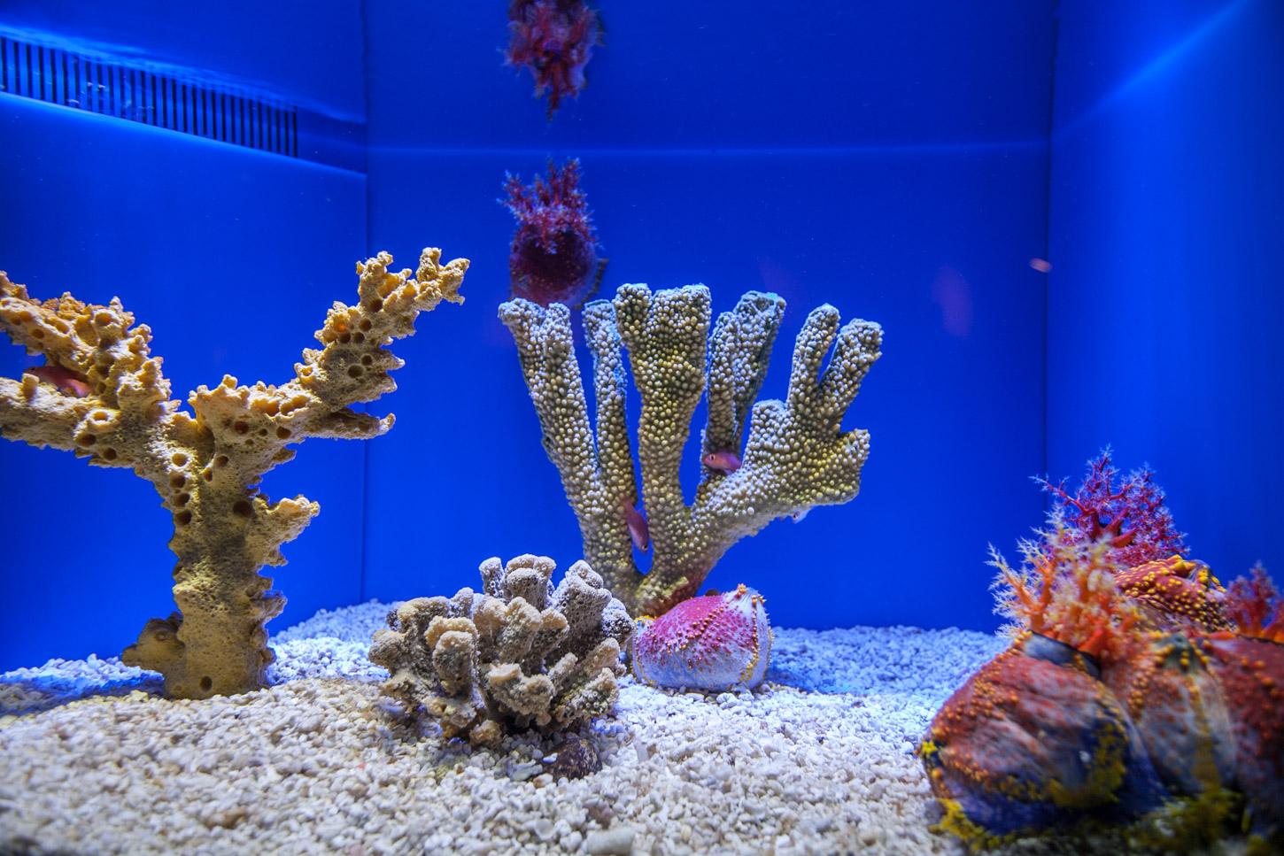  p>上海海洋水族馆位于中国上海市浦东新区陆家嘴环路1388号,紧邻