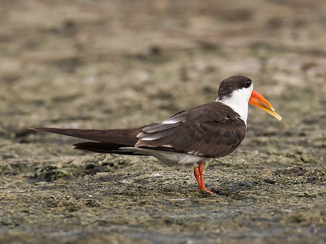  i>rynchops albicollis /i>):是鸟纲,剪嘴鸥科的中型水鸟,体长40-43