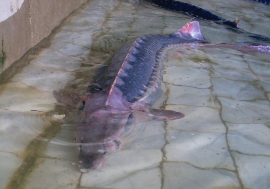  p>波斯鲟(学名: i>acipenser persicus /i>)是鲟科,鲟属鱼类.