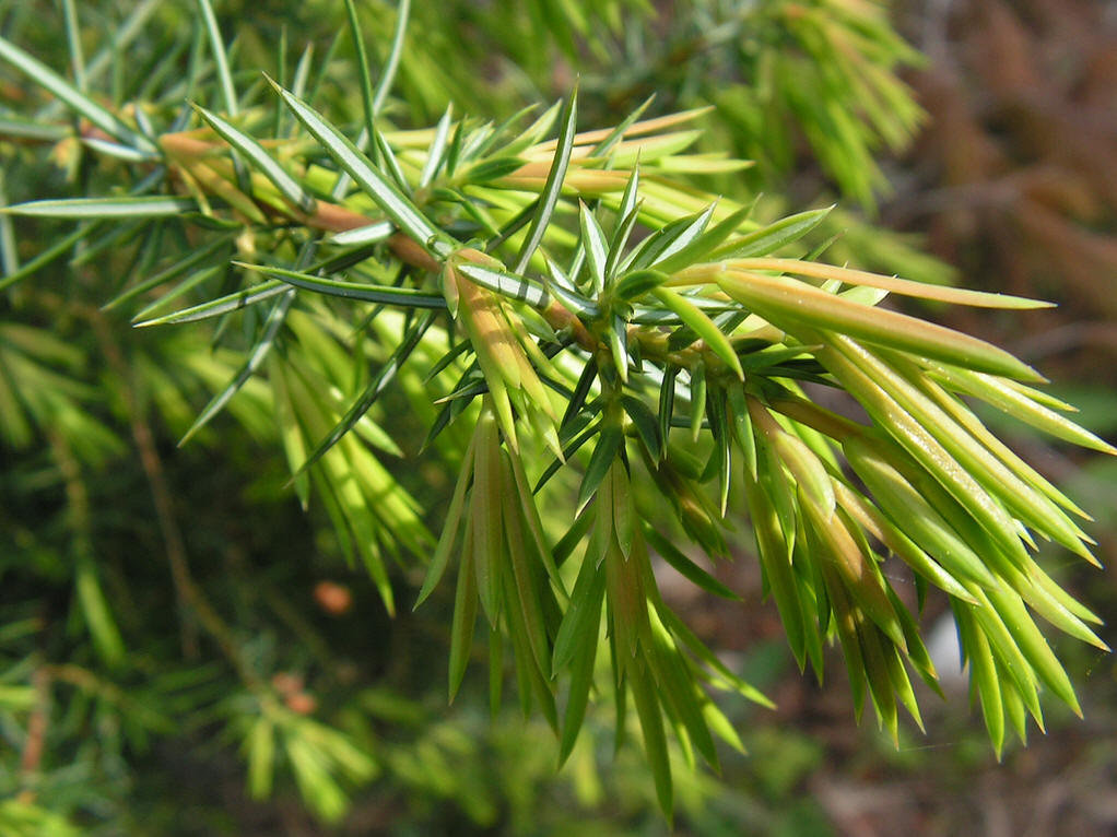  p>刺柏(学名: i>juniperus formosana /i> hayata)是柏科,刺柏属 a