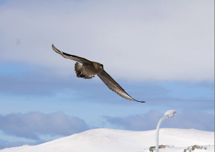 south polar skua