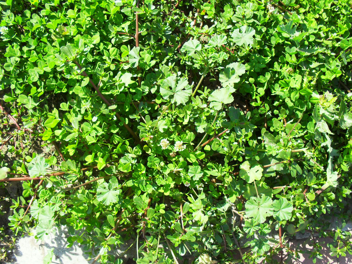  p>圆叶锦葵(学名: i>malva rotundifolia  /i>linn)是锦葵科,锦葵属