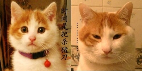  p>时间是把杀猪刀,网络流行用语,形象地将时间比喻为一把杀猪刀,在