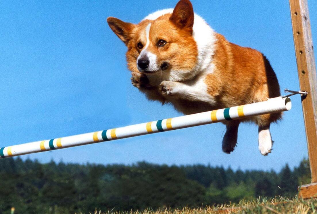 很大,也相当机警,能高度警惕地守护家园,是最受欢迎的小型护卫犬之一