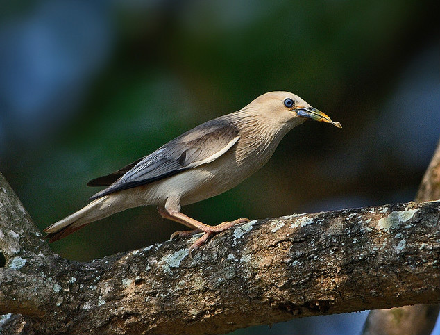  p>灰头椋鸟(学名: i>sturnus malabaricus /i>):中小型 a href="#"