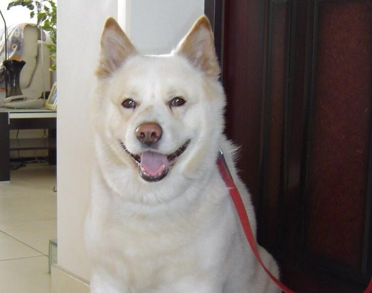 珍岛犬