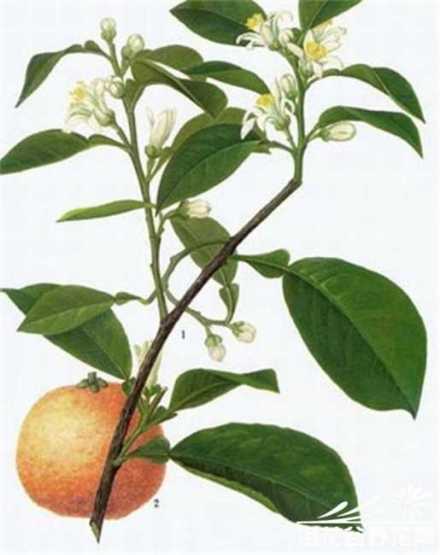 代代花_百度百科