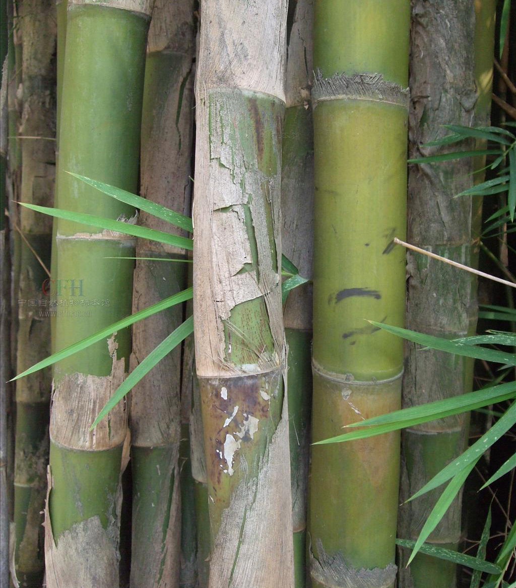  p>泰竹属,thyrsostachys gamble,是 a target="