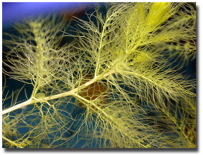  p>茵他侬山狸藻, a target="_blank" href="/item/狸藻属/3428945"