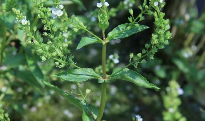 p>北水苦荬(学名: i>veronica anagallis-aquatica /i> l.