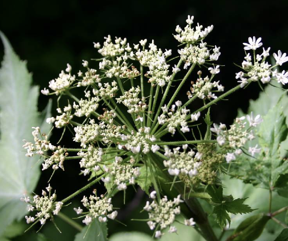 (学名: i>heracleum moellendorffii /i> hance)是伞形科独活属植物